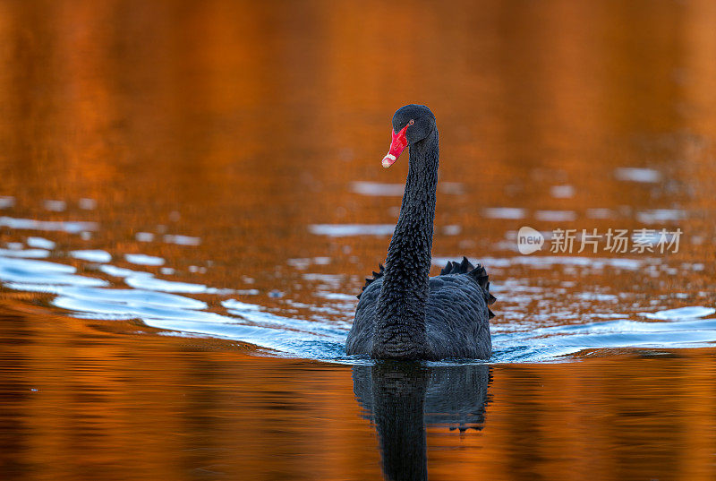 游泳的黑天鹅(Cygnus atratus)